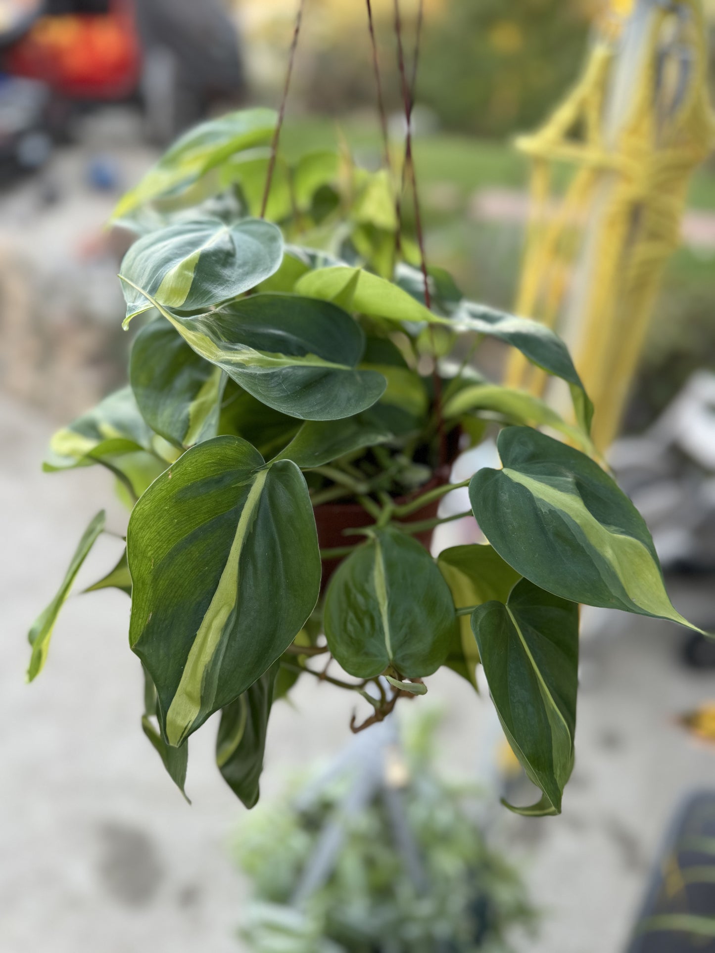 6” Hanging Philodendron Cordatum Brazil