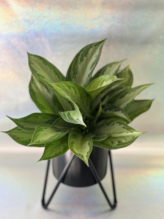 6” Chinese Evergreen Silver Bay