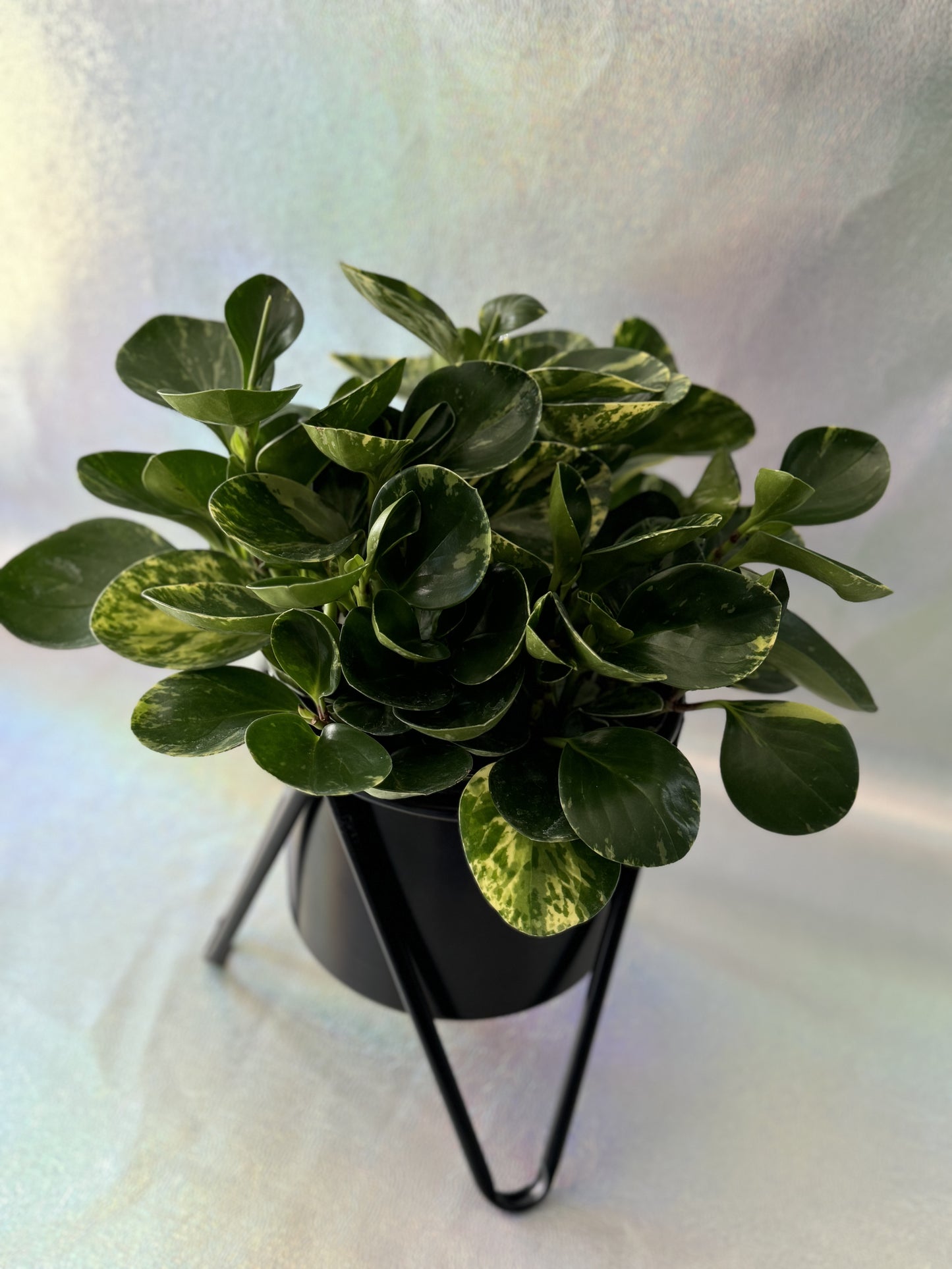 6” Peperomia Marble