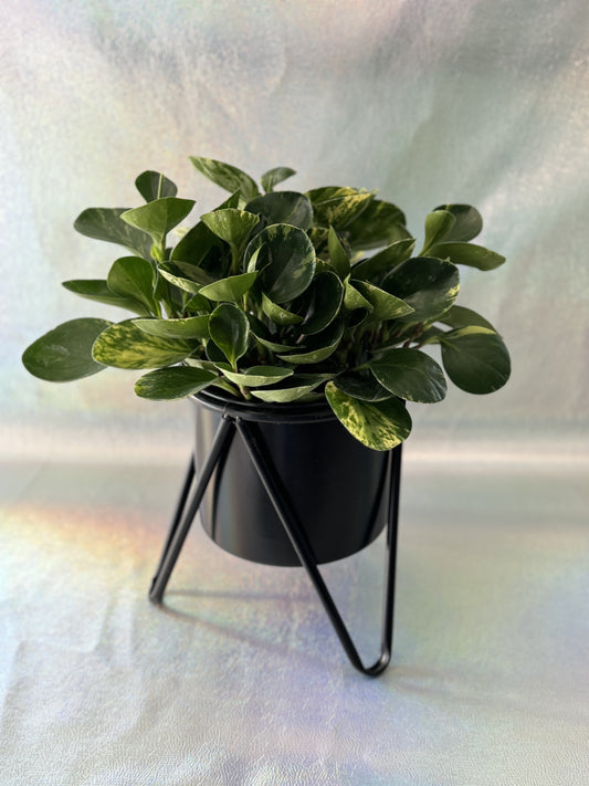 6” Peperomia Marble