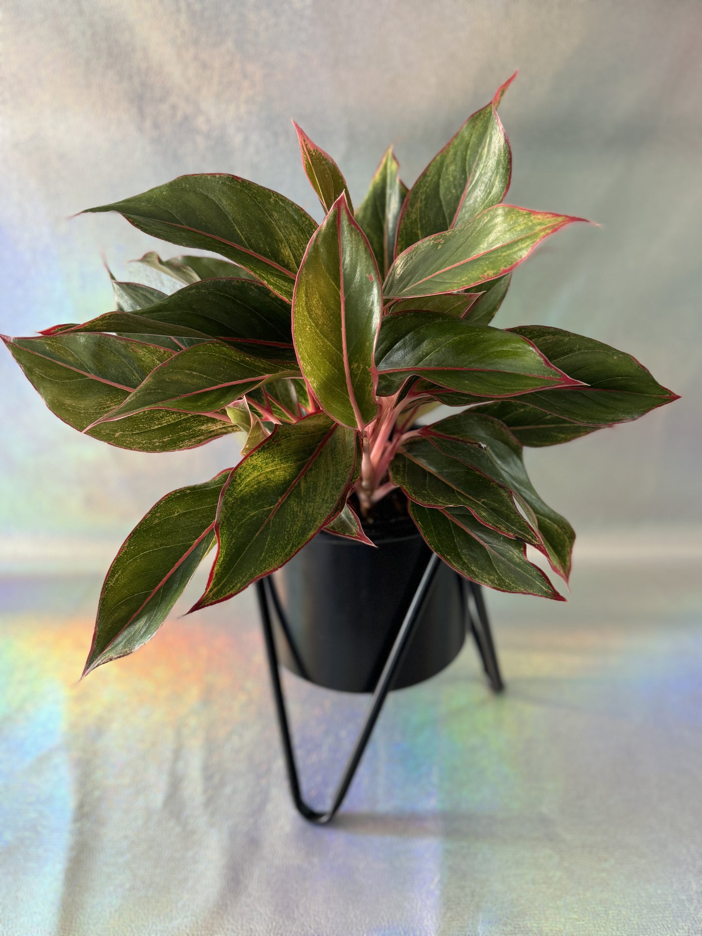 6” Chinese Evergreen Siam Red