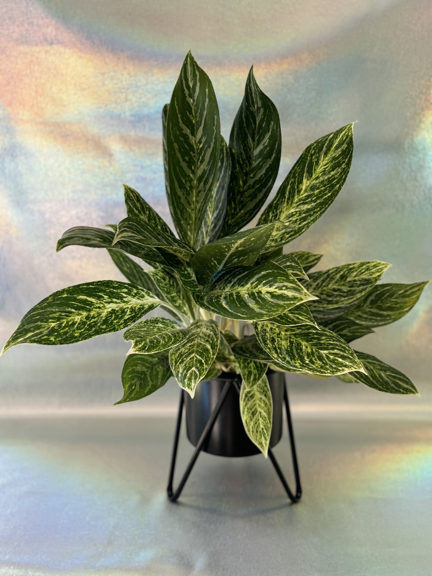 6” Chinese Evergreen Golden Madonna