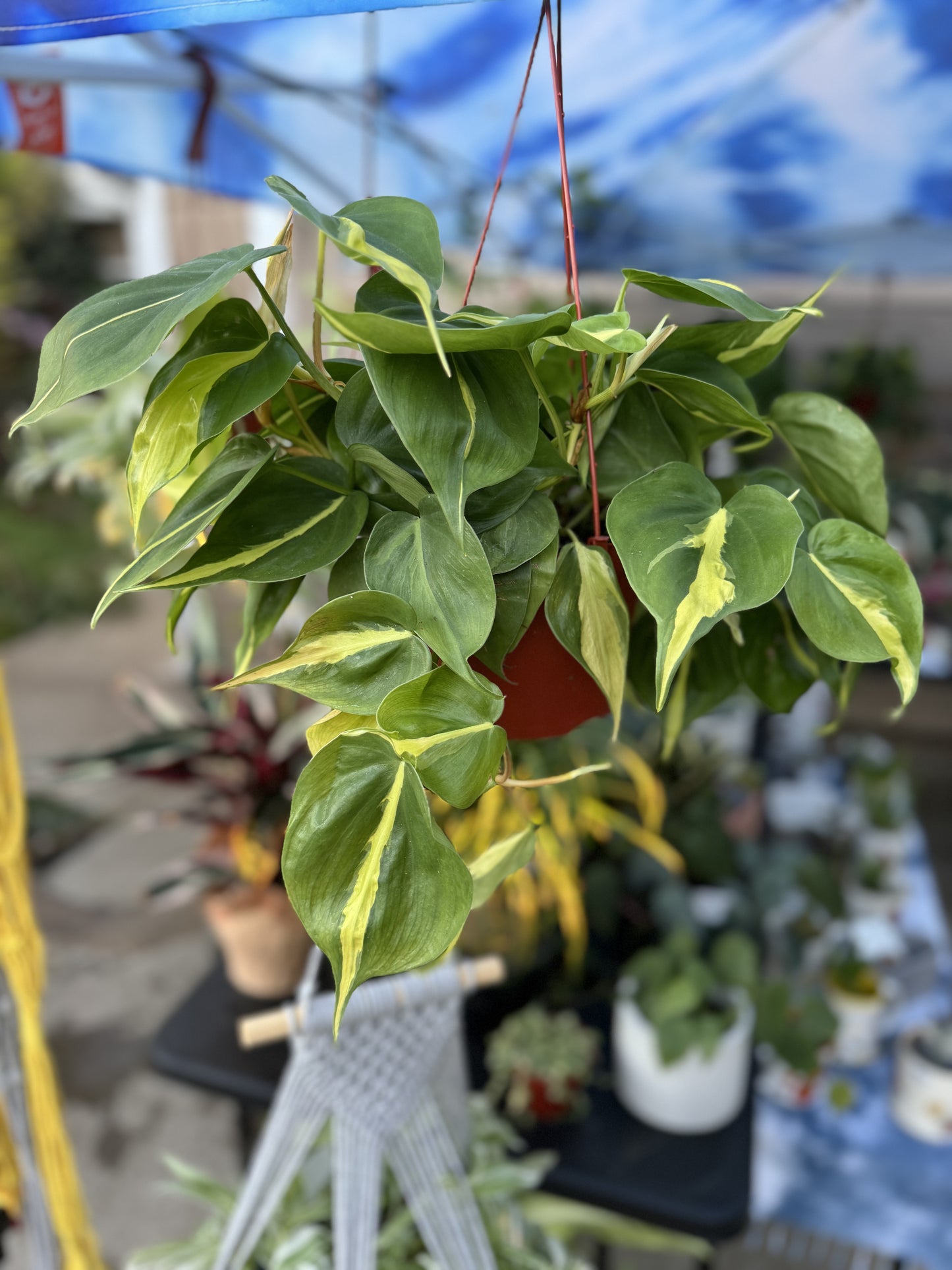 6” Hanging Philodendron Cordatum Brazil