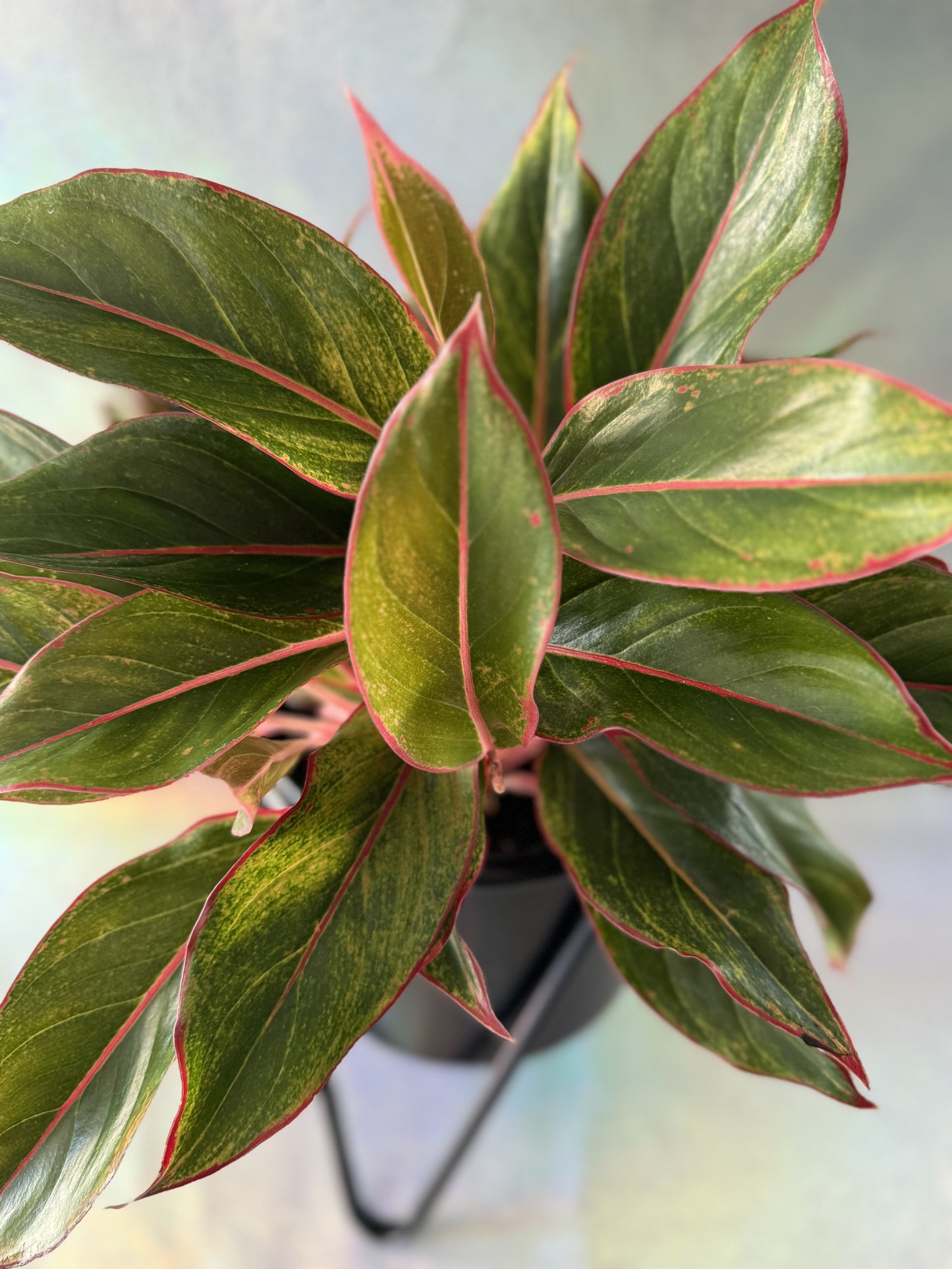 6” Chinese Evergreen Siam Red