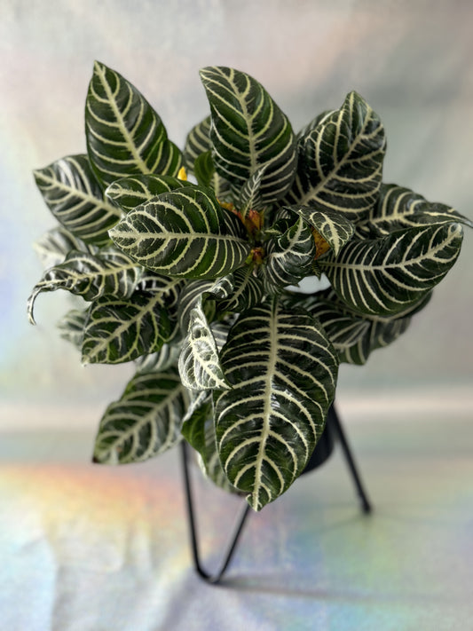 6” Aphelandra Zebra