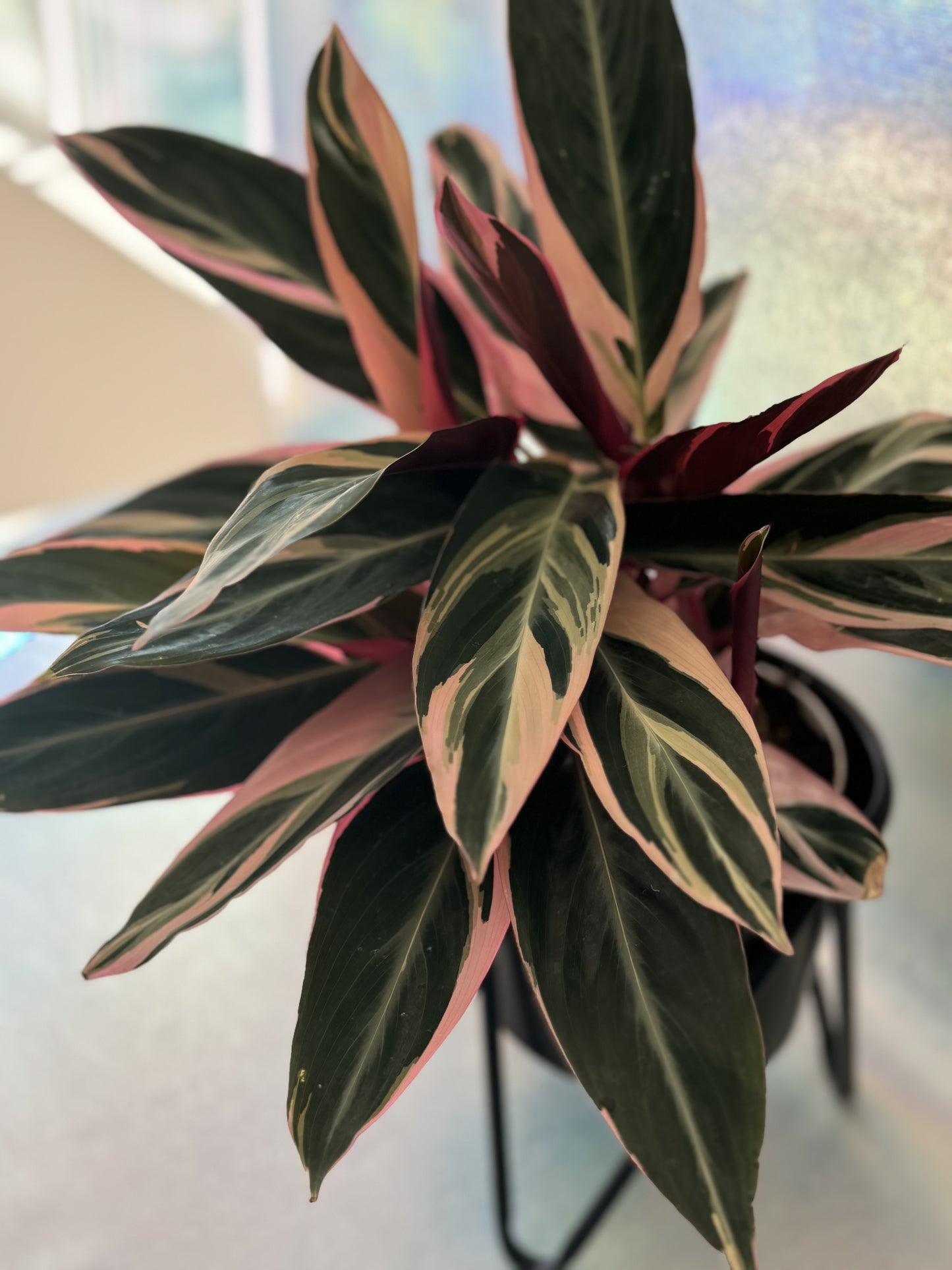 6” Prayer Plant Stromanthe Sanguinea Trio