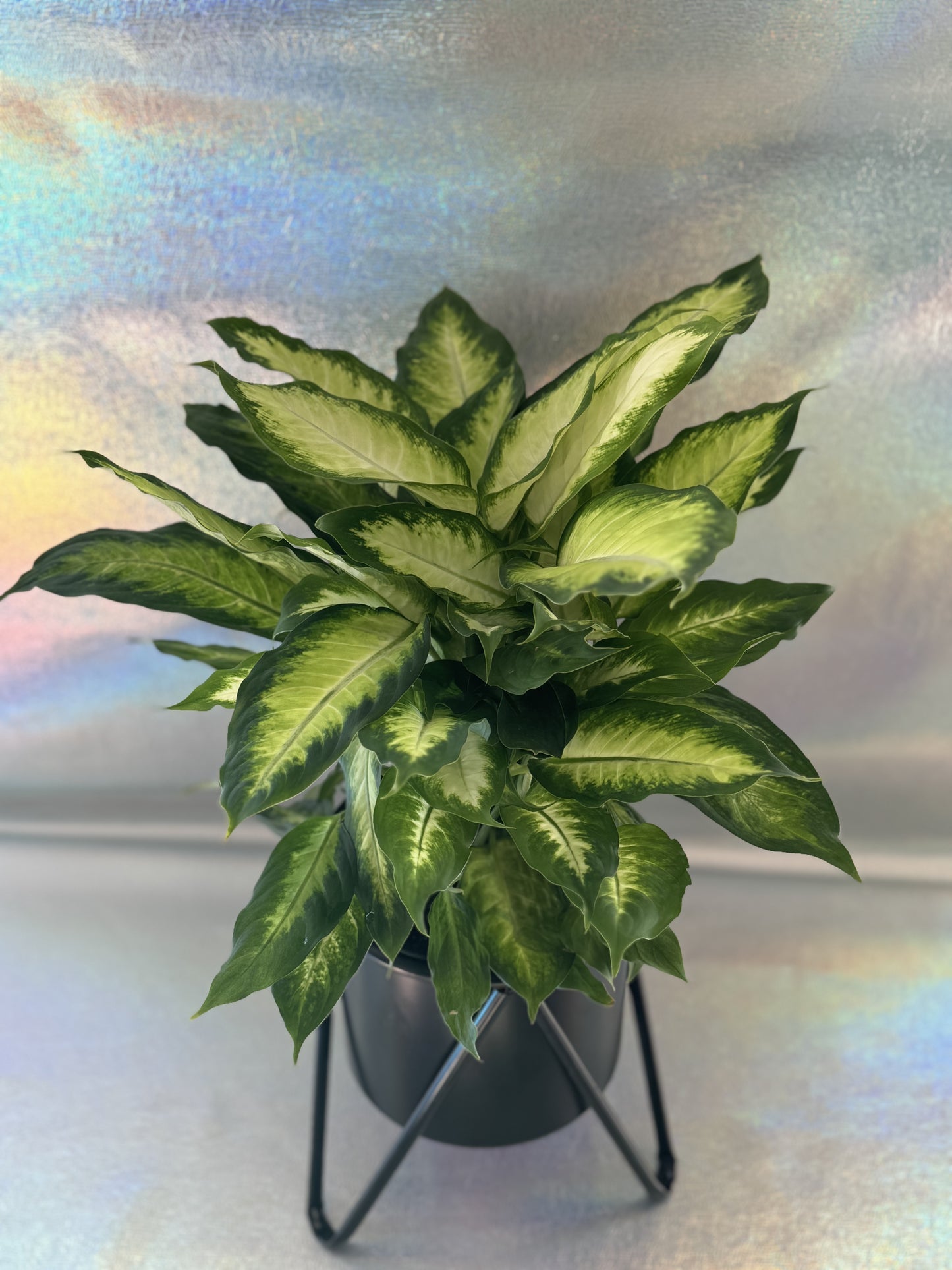 6” Dieffenbachia Tropic Marianne