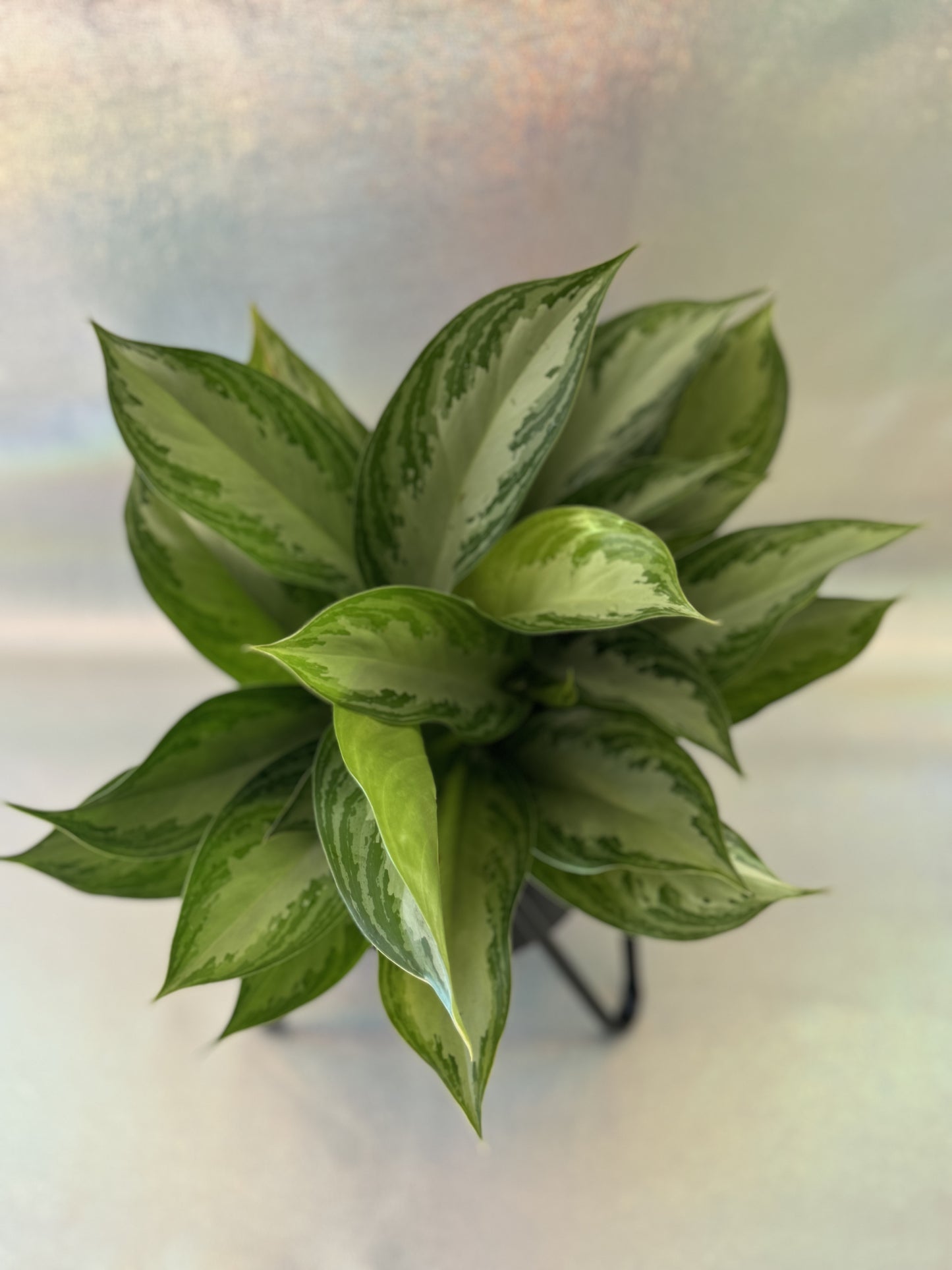 6” Chinese Evergreen Silver Bay