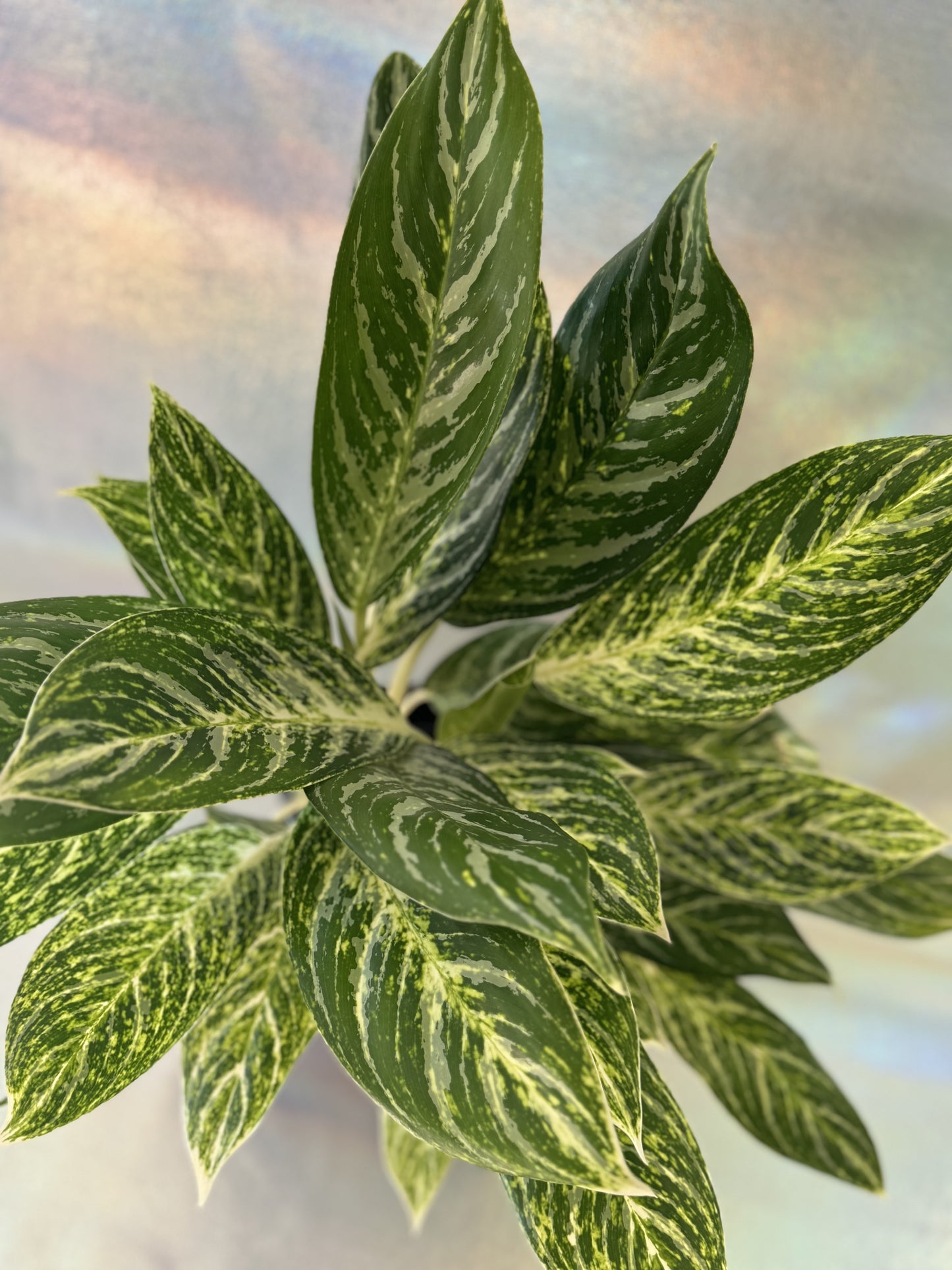 6” Chinese Evergreen Golden Madonna