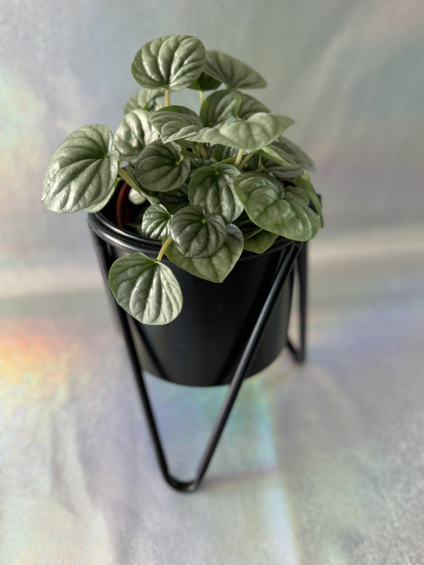 6” Peperomia Frost