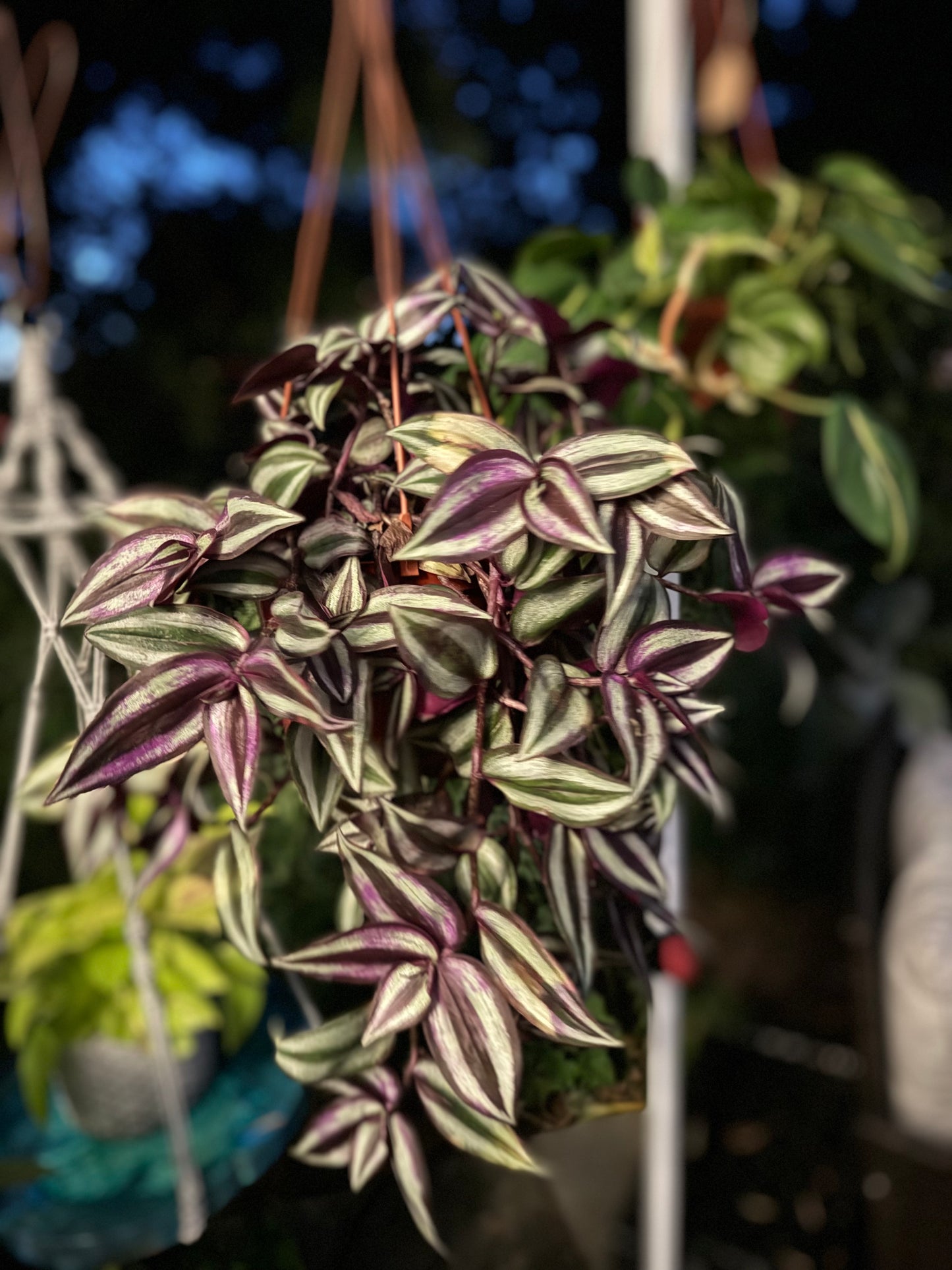 6” Tradescantia Silver Plus