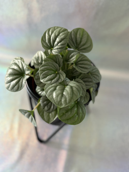 6” Peperomia Frost