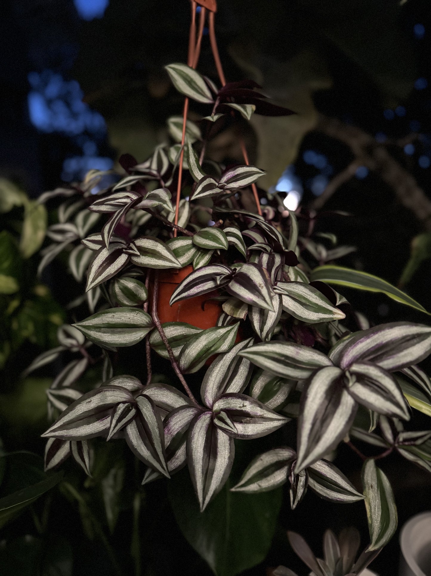 6” Tradescantia Silver Plus