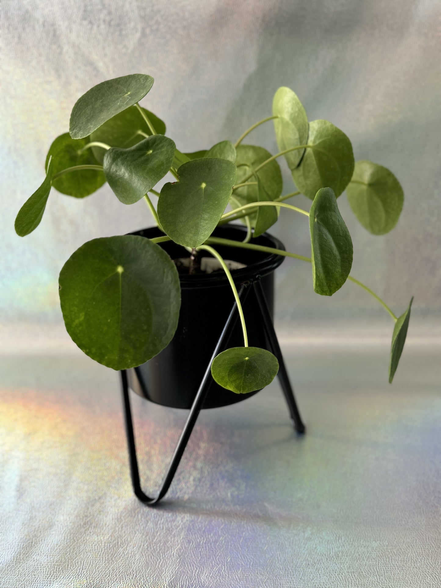 6” Pilea Peperomioides