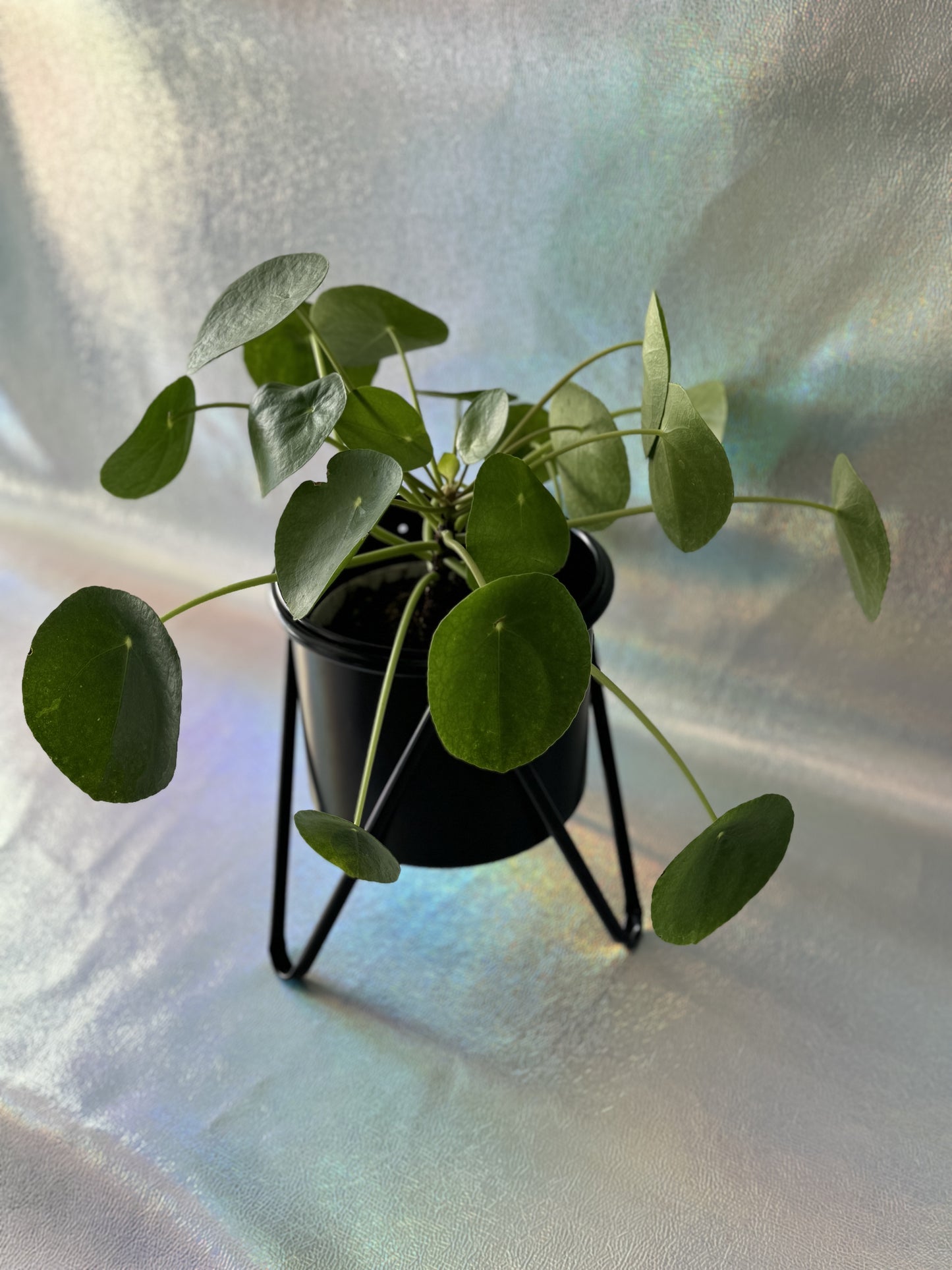 6” Pilea Peperomioides