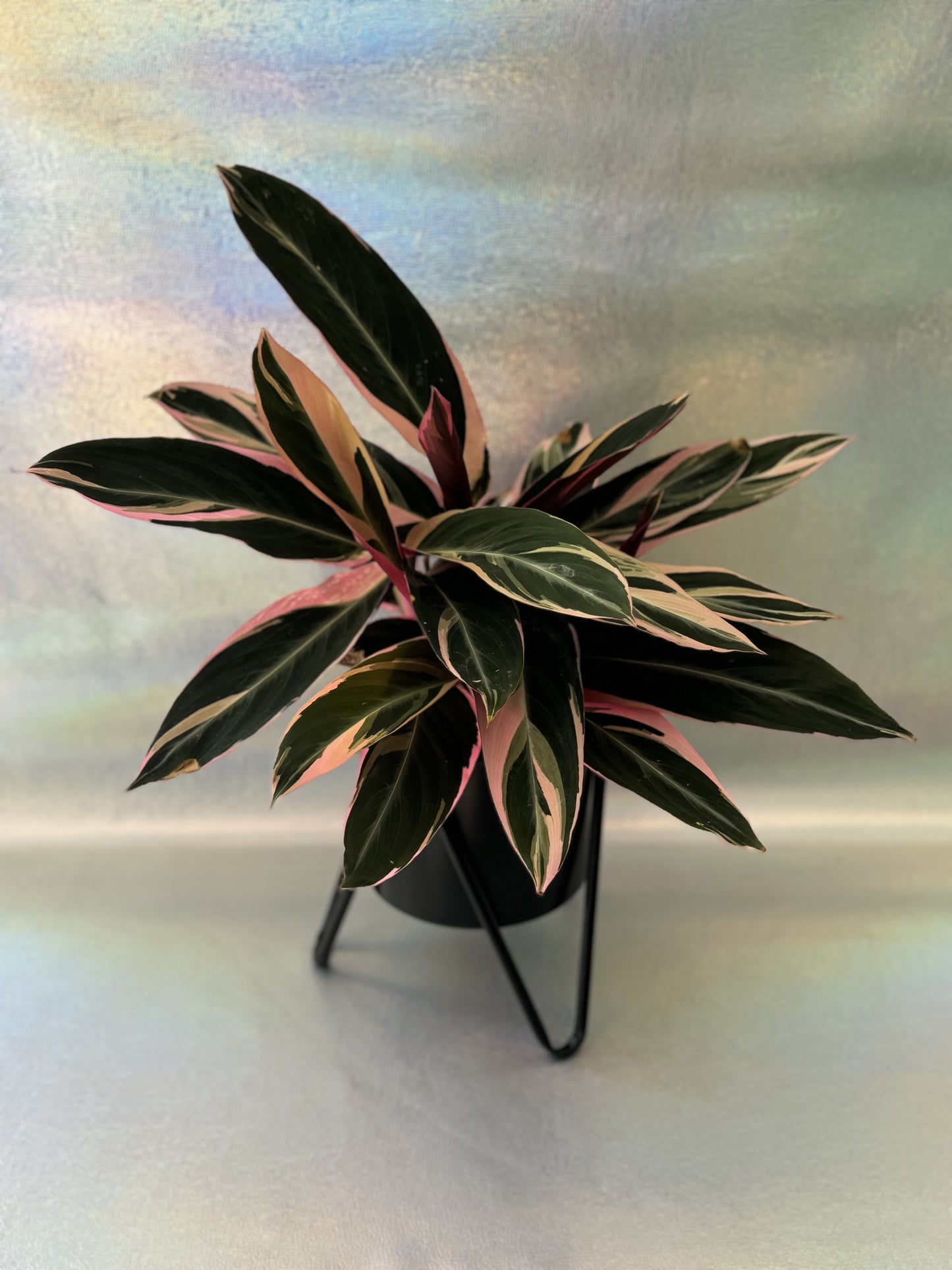 6” Prayer Plant Stromanthe Sanguinea Trio