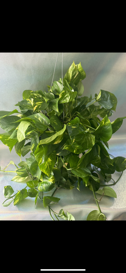 Hanging 6” Golden Pothos