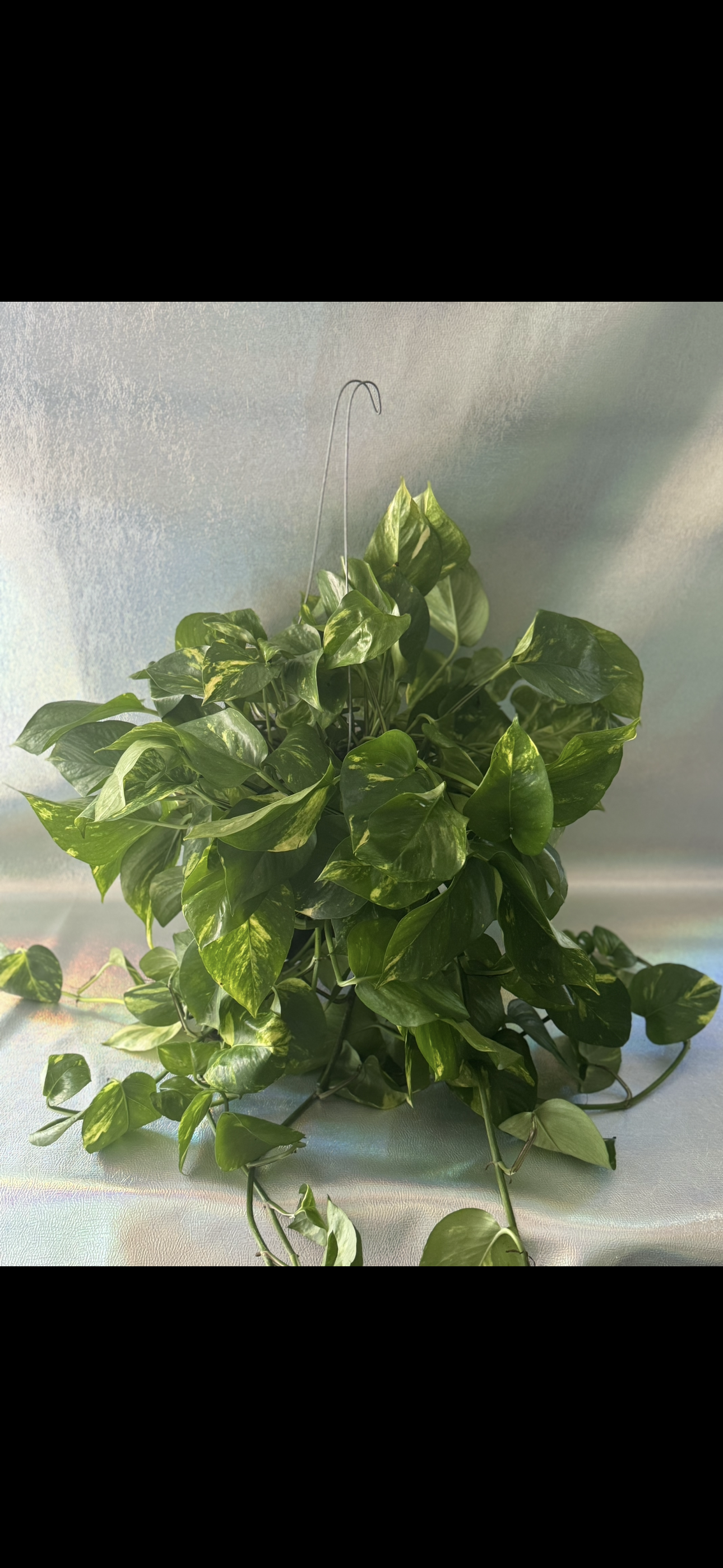 Hanging 6” Golden Pothos